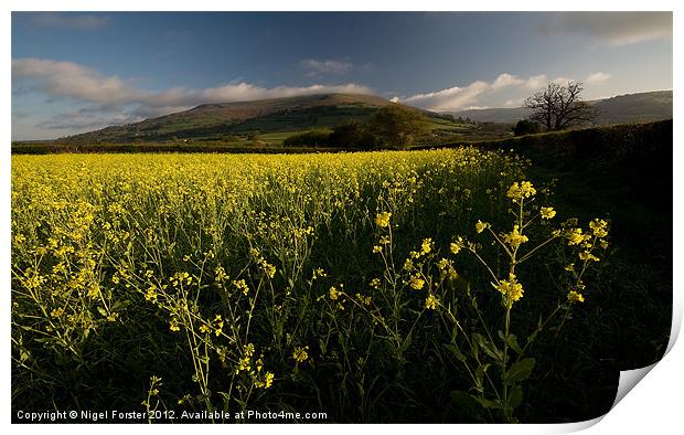Oil seed rape, Table Mountain Print by Creative Photography Wales