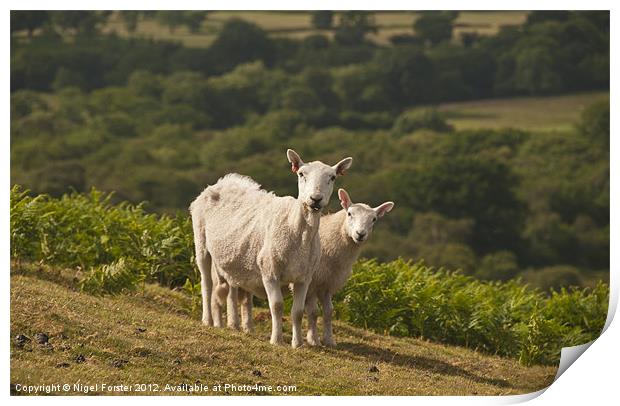 Lambs Print by Creative Photography Wales