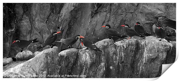 Penguins Print by Creative Photography Wales