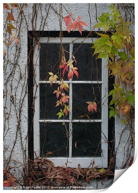 Virginia Creeper Print by Creative Photography Wales