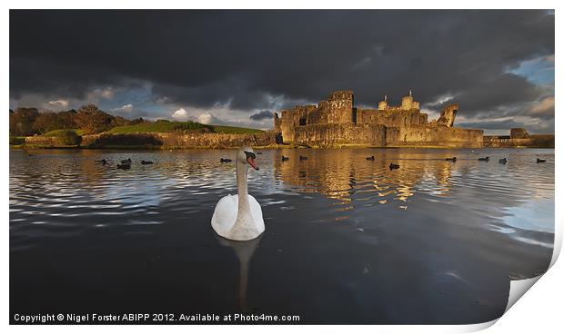 Swan at Caerphilly Castle Print by Creative Photography Wales