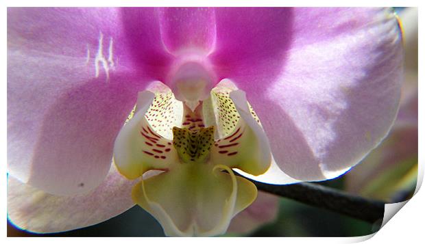 Orchid Flower Print by Hamid Moham