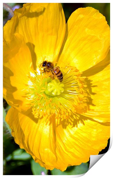 Wasp in a yellow poppy Print by Hamid Moham