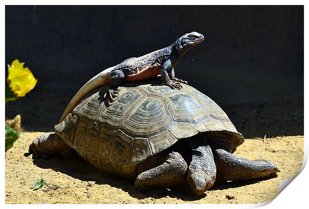 Lizard on a  turtle Print by Hamid Moham