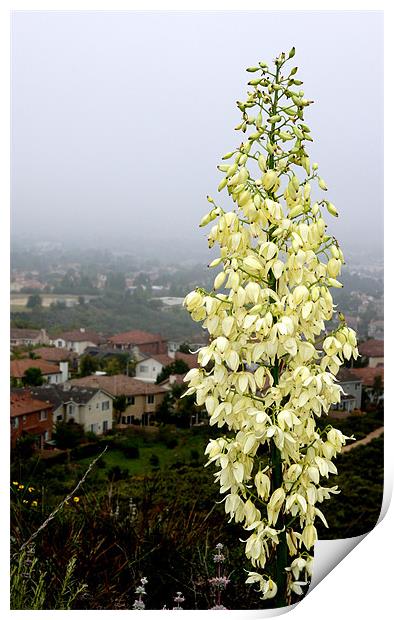 Young Yucca Flowers Print by Hamid Moham