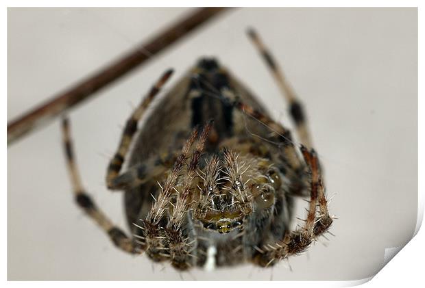 Garden Spider Print by Raymond Partlett