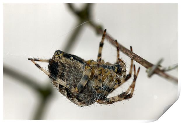 Garden Spider Print by Raymond Partlett