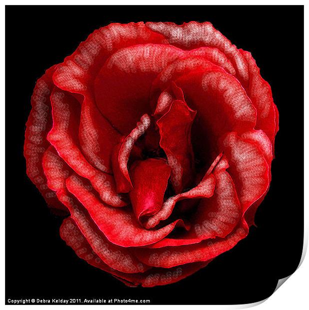 Red Rose Print by Debra Kelday