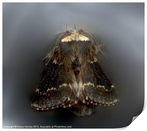 December Moth - Poecilecampa populi Print by Debra Kelday