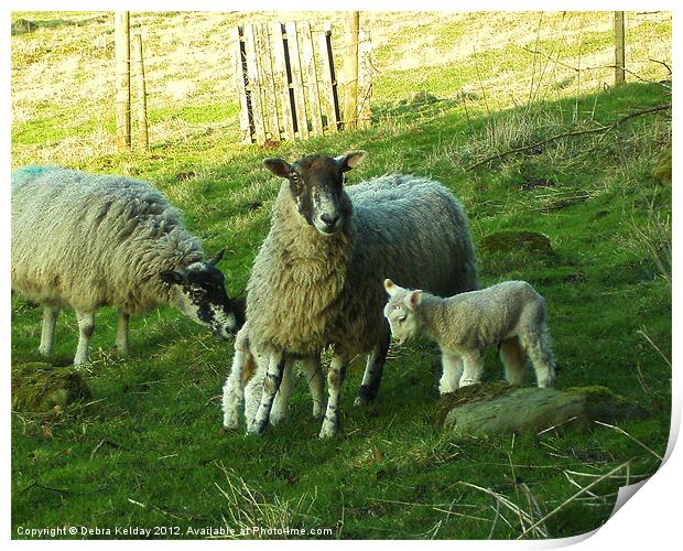 Sheep in Swaledale Print by Debra Kelday