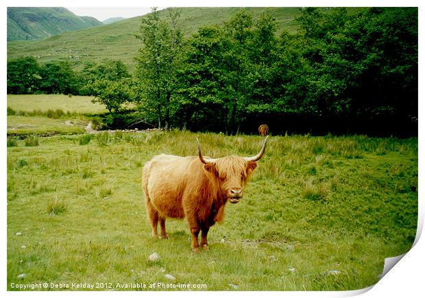 Highland Cow Print by Debra Kelday