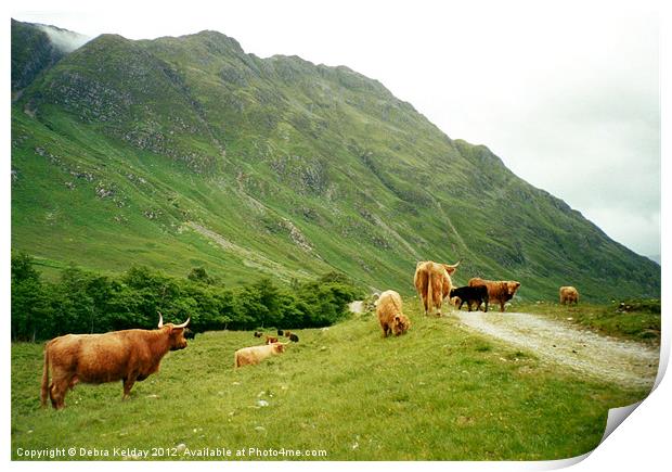 Highland Cattle Print by Debra Kelday