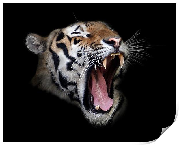 Roaring Tiger Print by Debra Kelday