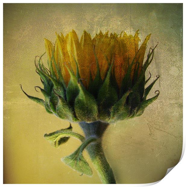 Sunflower Print by Debra Kelday
