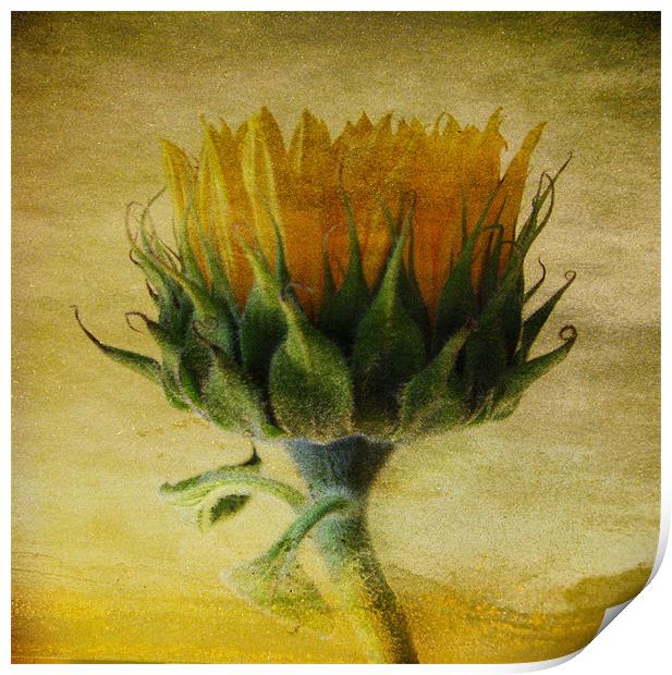 Summer Sunflower Print by Debra Kelday