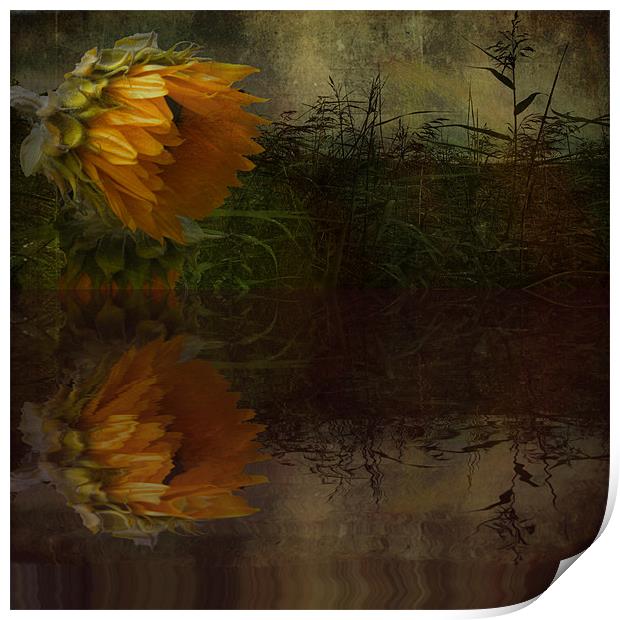 Sunflower Summer Print by Debra Kelday