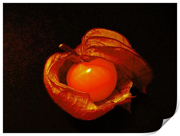 Phasalis (Cape gooseberry) Print by Debra Kelday