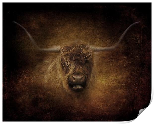 Highland Cow.. Print by Debra Kelday