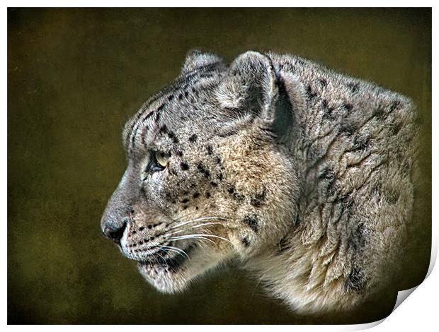 Snow Leopard.. Print by Debra Kelday