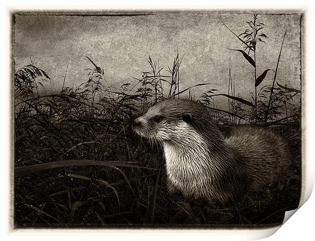 Otter (plate effect) Print by Debra Kelday