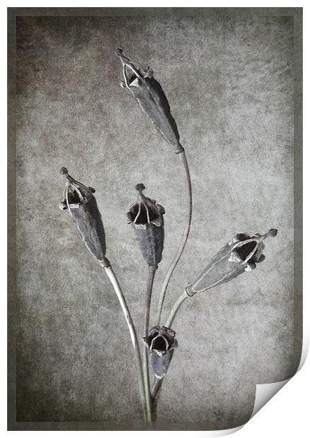 Crown of a Poppy Print by Debra Kelday