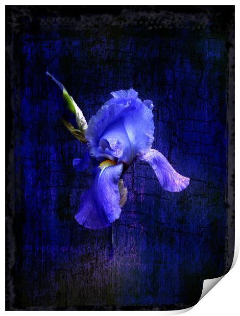 Iris Bloom Print by Debra Kelday
