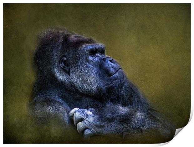 Silverback Gorilla Print by Debra Kelday