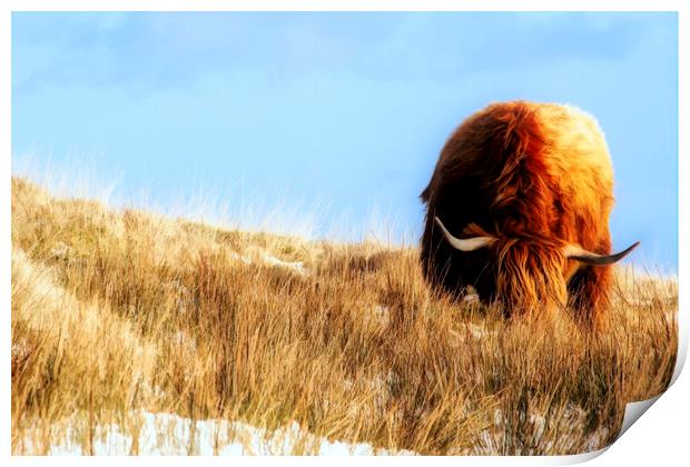 Highland Cow Print by Debra Kelday
