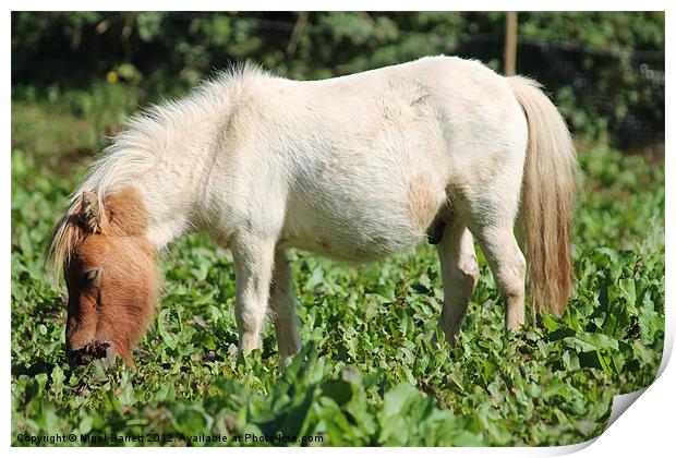 Thomas White Pony Print by Nigel Barrett Canvas