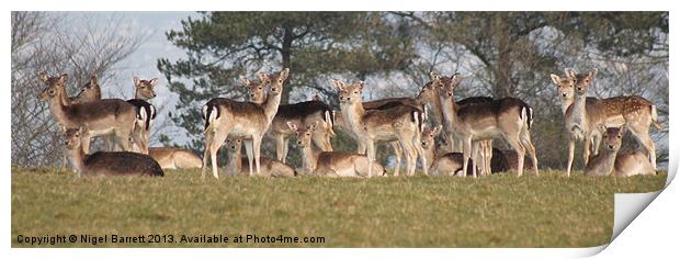 Ive Herd About You Photographers Print by Nigel Barrett Canvas