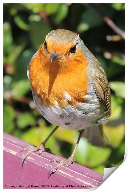 Robin Sitting Pretty Print by Nigel Barrett Canvas