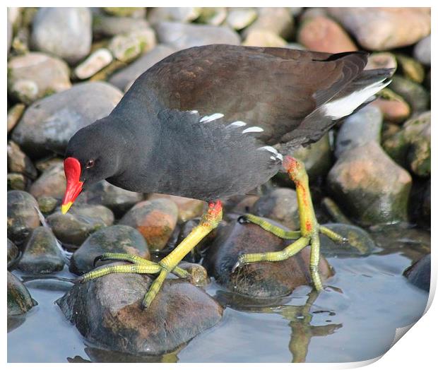 Moorhen Print by Nigel Barrett Canvas