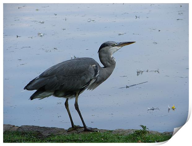 Young Heron Print by Bekie Spark
