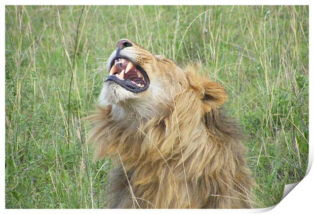 Kenyan Roaring Lion Print by Bekie Spark