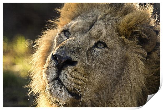 Asiatic Lion - Feeling the Sun. Print by Celtic Origins