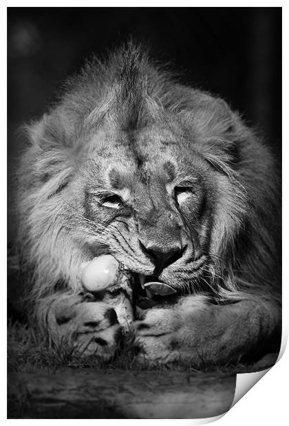 Asiatic Lion - Go ahead try and take it. Print by Celtic Origins