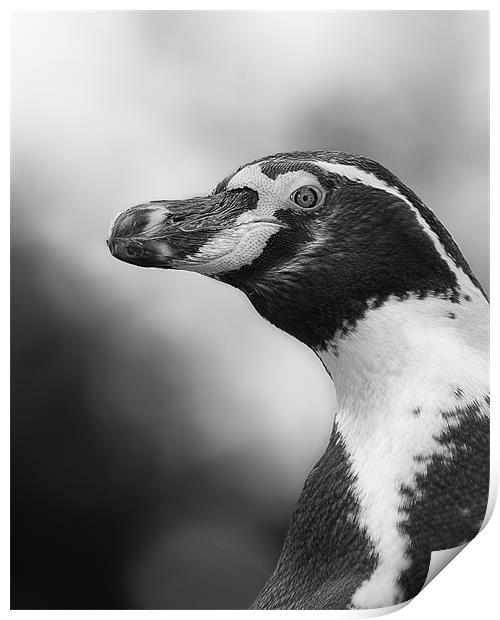 Portrait of a Humboldt Penguin Print by Celtic Origins