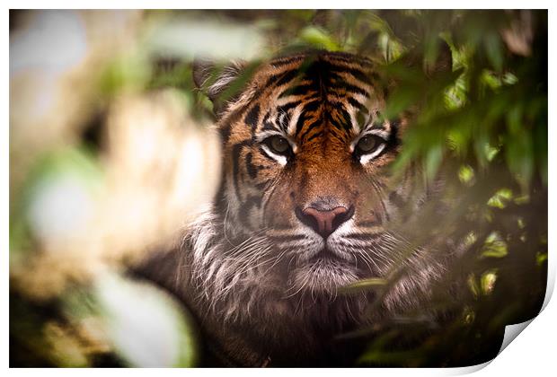 Sumatran Tiger - Hide and Seek Print by Celtic Origins