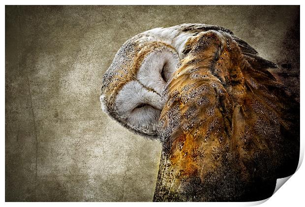 Barn Owl Print by Celtic Origins