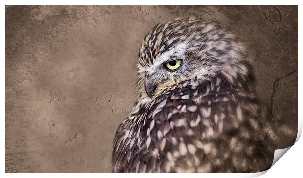 Burrowing Owl Print by Celtic Origins