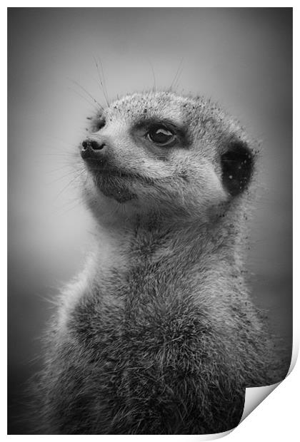 Meerkat Standing to Attention Print by Celtic Origins