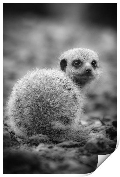 Meerkat Who are You Looking at? Print by Celtic Origins