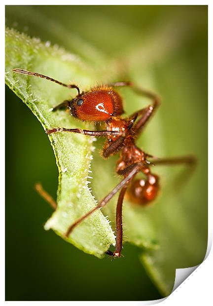 Leafcutter Ant Print by Celtic Origins
