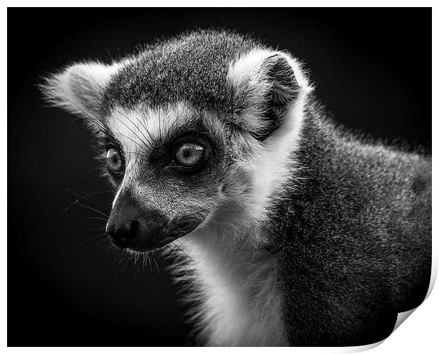 Ring-Tailed Lemur Print by Celtic Origins