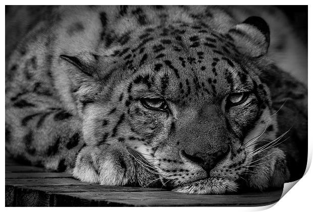 Snow Leopard - Not Getting Up. Print by Celtic Origins