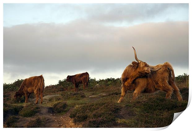 Highland Cattle on Baslow Edge, Derbyshire Print by Scott Simpson