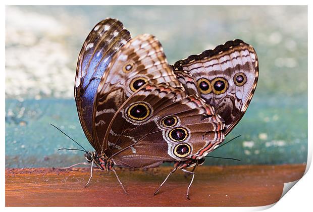 Siamese Butterflies Print by Paul Shears Photogr