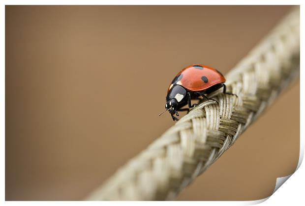 Walking The Line Print by Paul Shears Photogr