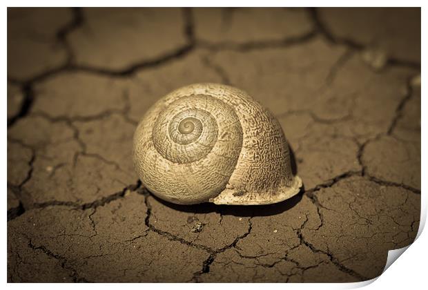 Abandoned Snail Shell Print by Paul Shears Photogr