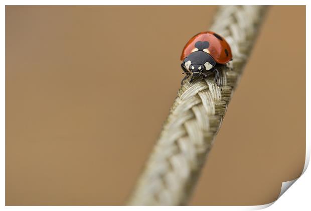 The Great Rope Crossing Print by Paul Shears Photogr